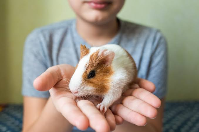 how to choose your first pet
