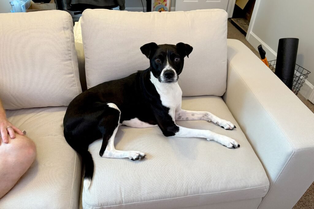 Best Furniture for Pet Owners