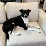 Best Furniture for Pet Owners: 12 Durable and Pet-Friendly Choices for Your Home