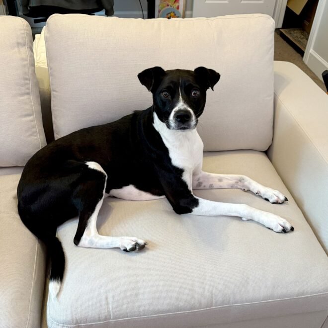 Best Furniture for Pet Owners: 12 Durable and Pet-Friendly Choices for Your Home