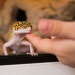 Best Lizards for Pets: 12 Species I’d Recommend to Most People