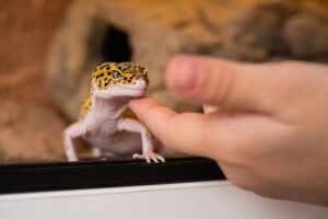 Best Lizards for Pets: 12 Species I’d Recommend to Most People