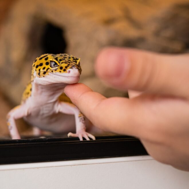 Best Lizards for Pets: 12 Species I’d Recommend to Most People