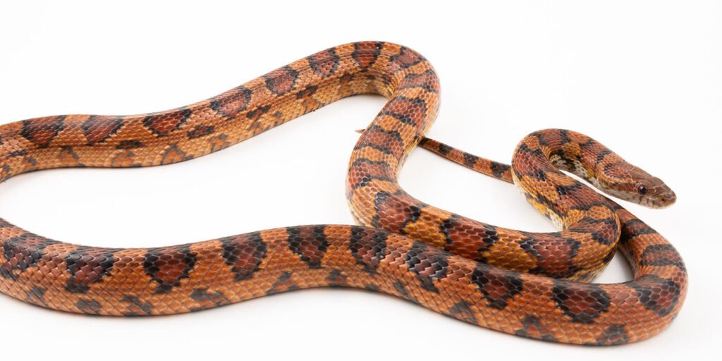 Close-up portrait photo of a corn snake on a white background