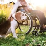 Best Pets for Seniors In 2026? A Complete Guide