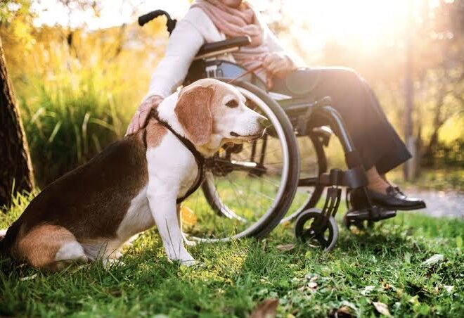 Best Pets for Seniors In 2026? A Complete Guide