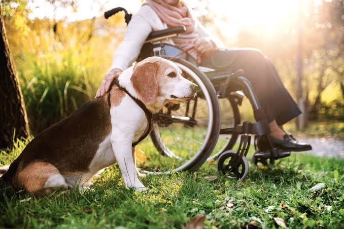 Best Pets for Seniors In 2026? A Complete Guide